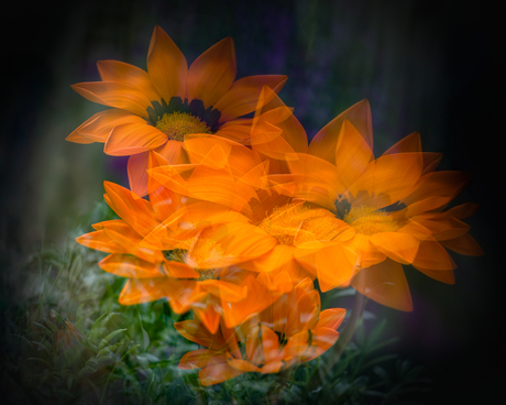 Ranunculus asiaticus