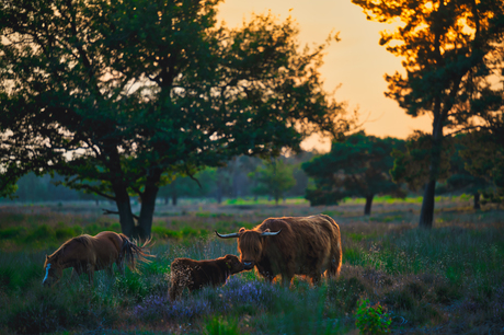 Schotse hooglanders Strabrechtse heide