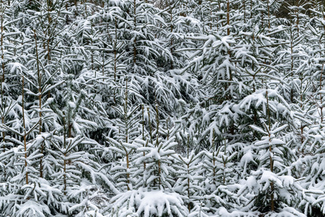 Winter in het bos