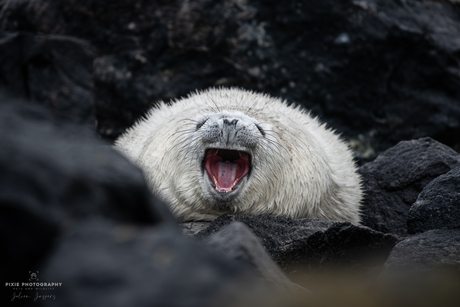 Zeehonden spotten in Helgoland