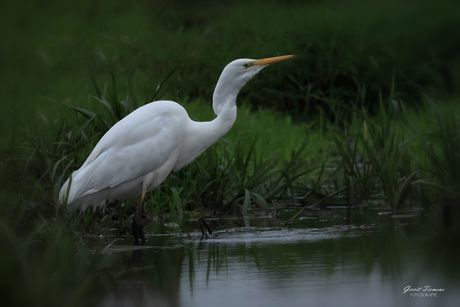 Grote zilverreiger