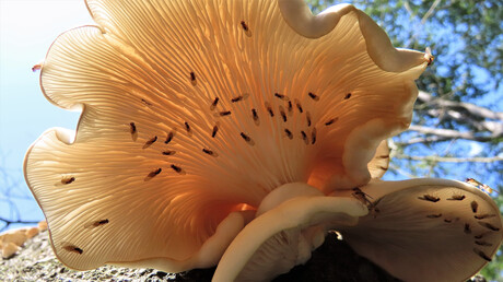 De plaatjes van een oesterzwam in tegenlicht.