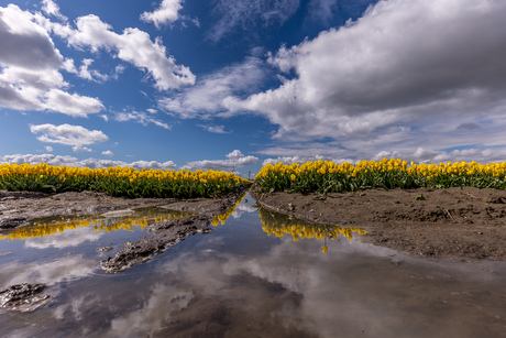 Water bij de tulpen
