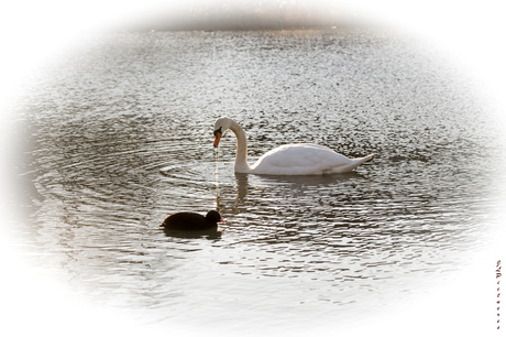 Zwaan en Meerkoet