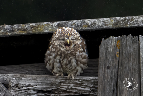 Duurt die regen nog lang? Ik verveel me!