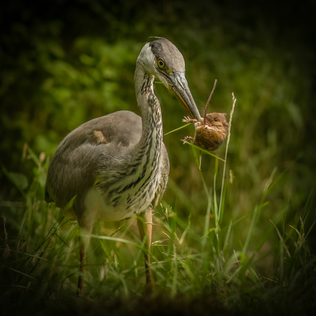Reiger met Bosmuis