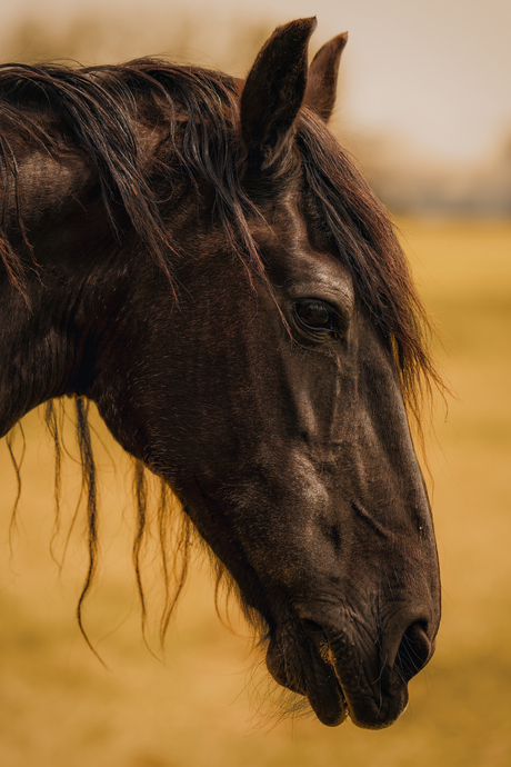 Oud en wijs paard