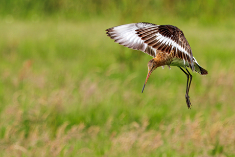 De grutto (Limosa limosa) II