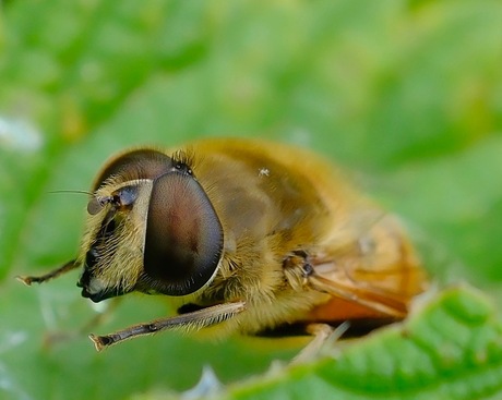 Blinde bij