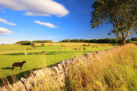 Summer evening in the countryside