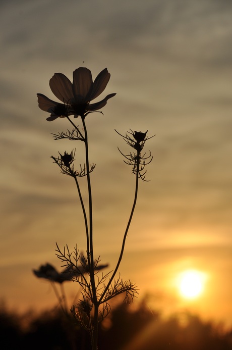 Zonsondergang 