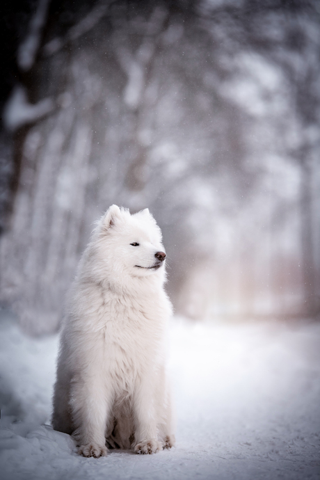 Lexi in de sneeuw!