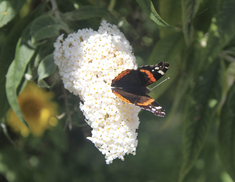 De Vlinderboom II