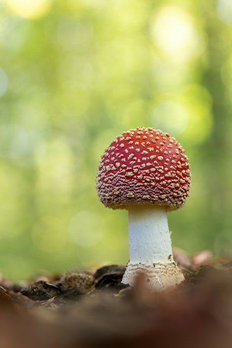 Vliegenzwam in het Waterloopbos