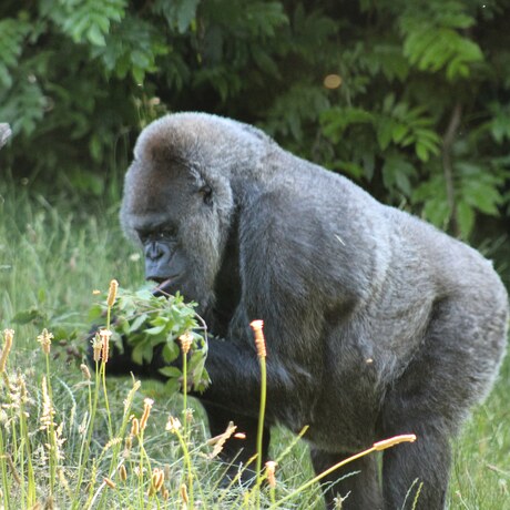 Gorilla 