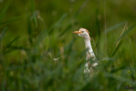 Koereiger