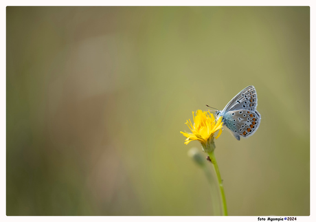 Blauw op geel