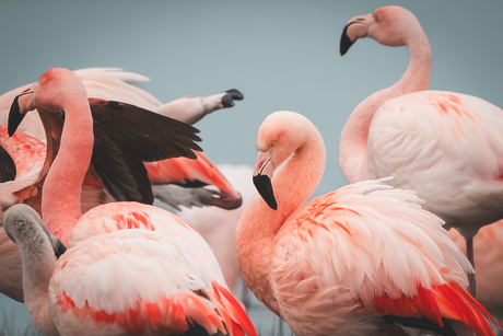 Sjansen en dansen bij de Flamingo's