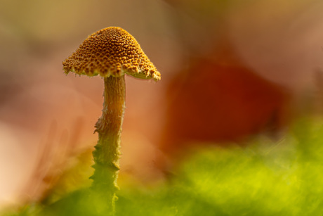 Herfstkleuren