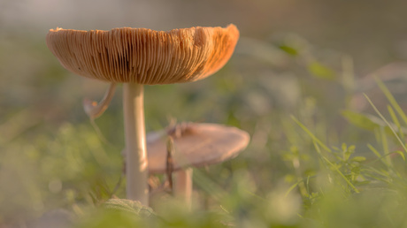 Paddenstoelen-tijd