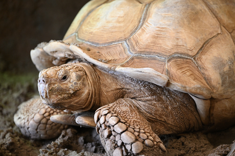 schildpad