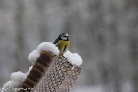 Walking in Winter Wonderland