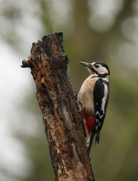 De grote bonte specht! 🐦