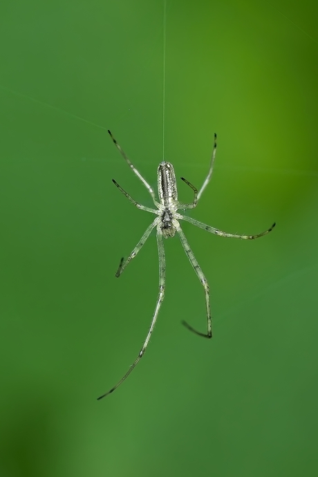 Spinrag