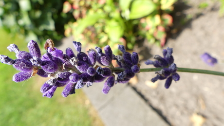 Macro foto van deze " beginner"