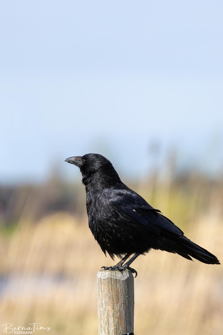 zwarte kraai