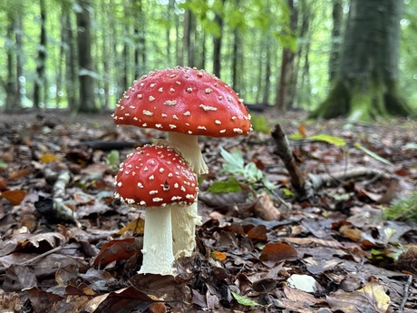 Rood met witte stippen 