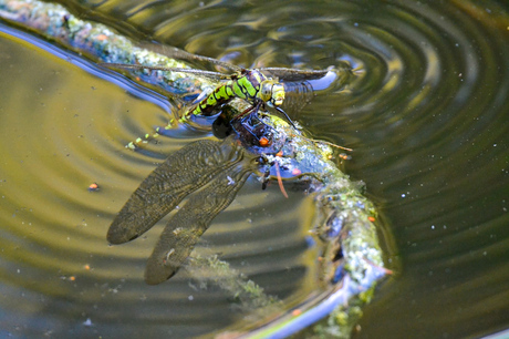 Deel 3: Libelle ontsnapt aan spin