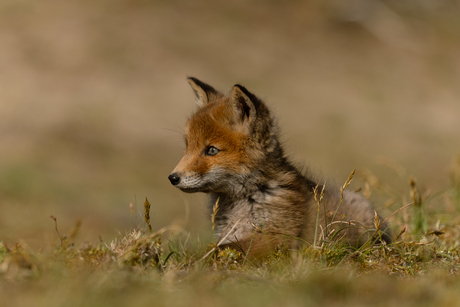 Jonge vosjes in de duinen.