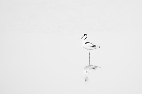 Elegantie