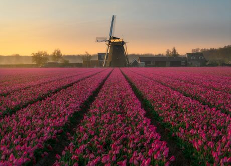 A Dutch spring morning