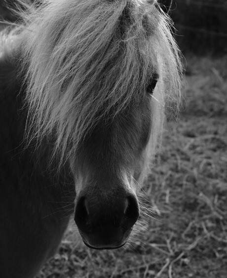 Ponyportret