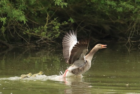 Grauwe gans met 2 jongen