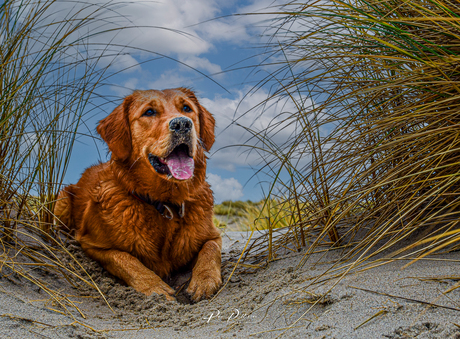 Golden Retriever