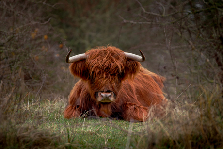 Schotse Hooglander