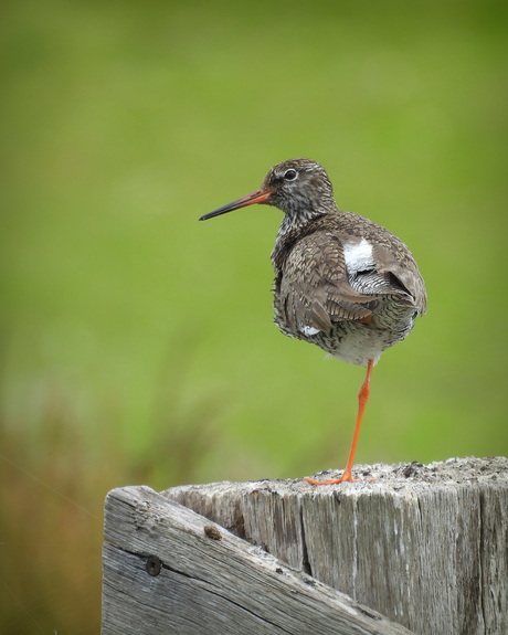 Ambassadeur voor weidevogelbescherming