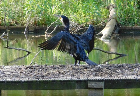 mijn liefste...kom in mijn vleugels!!