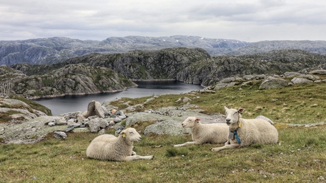 Schapen met uitzicht. 