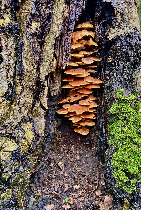 De familie paddenstoel 