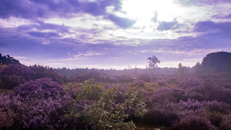 Ochtend zo'n kust de heide