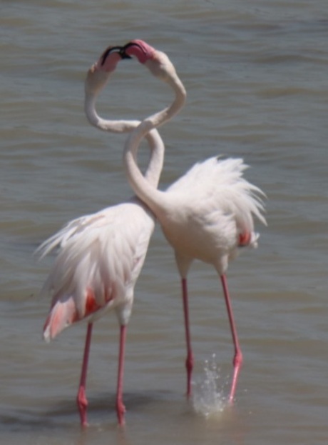 Liefde in de  natuur 