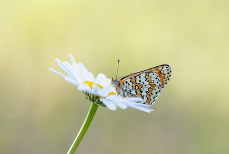 Veldparelmoervlinder