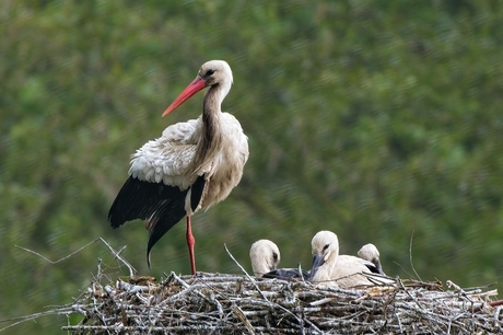 Familie ooievaar