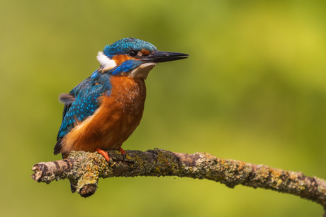 IJsvogel