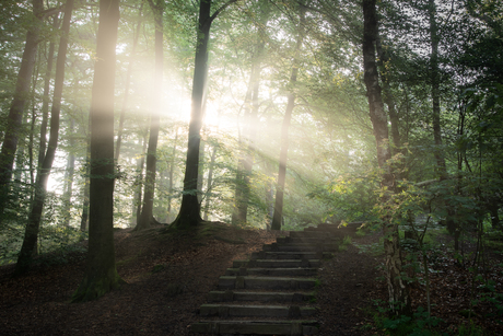 Mistige ochtend in het bos