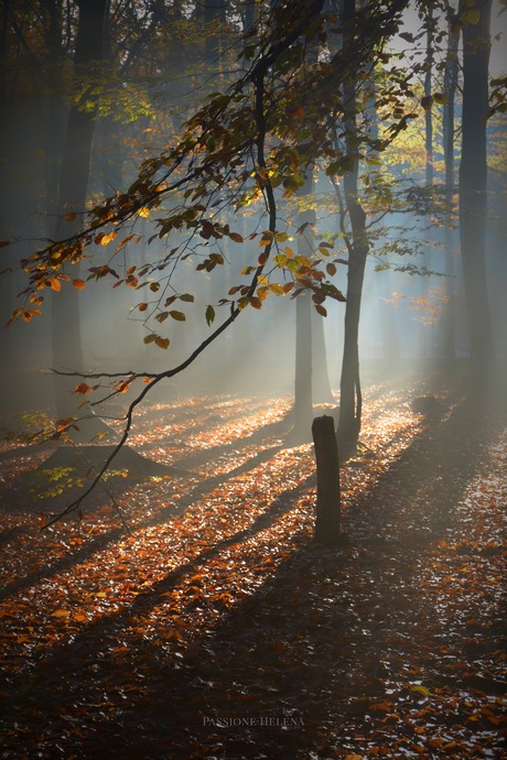 Herfst